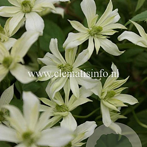 Clematis 'Jenny Keay' GM 2,0L leverbaar