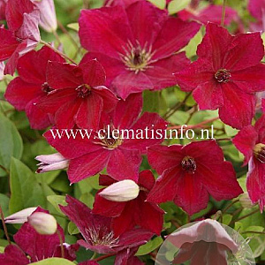 Clematis John Howells GM 2,0L leverbaar