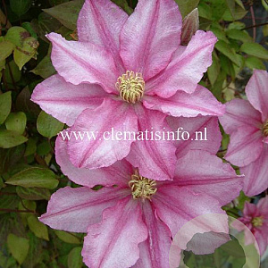 Clematis Lasting Love GM 2,0L leverbaar