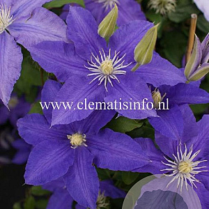 Clematis 'Lasurstern' GM 2,0L leverbaar