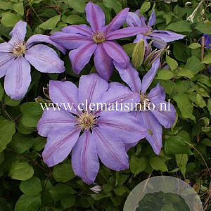 Clematis 'Lawsoniana' GM 2,0L leverbaar