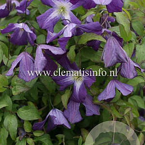 Clematis 'Little Bas' GM 2,0L leverbaar