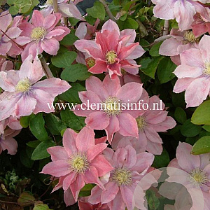 Clematis 'Little Mermaid' GM 2,0L leverbaar