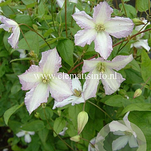 Clematis 'Little Nell' GM 2,0L leverbaar