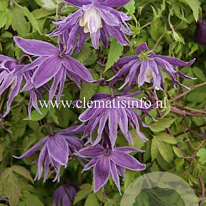 Clematis macropetala GM 2,0L leverbaar