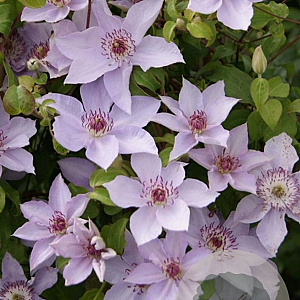 Clematis Mandy GM 2,0L leverbaar