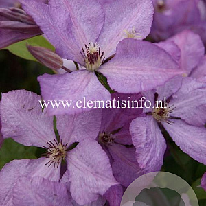 Clematis 'Margaret Hunt' GM 2,0L leverbaar