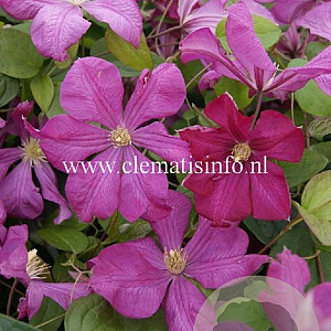 Clematis 'Margot Koster' GM 2,0L leverbaar