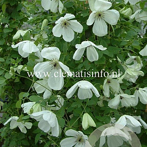 Clematis 'Maria Cornelia' GM 2,0L leverbaar