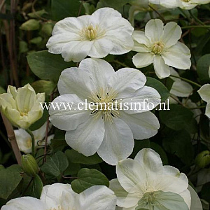 Clematis 'Mary-Claire' GM 2,0L leverbaar