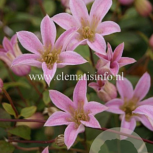 Clematis Mienie Belle GM 2,0L leverbaar