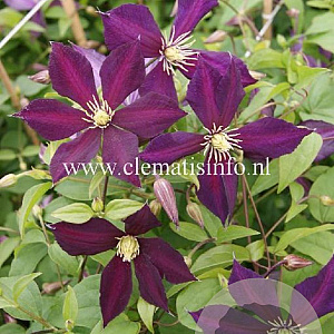 Clematis 'Mikelite' GM 2,0L leverbaar