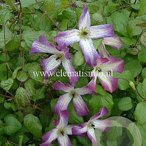 Clematis 'Minuet' GM 2,0L leverbaar