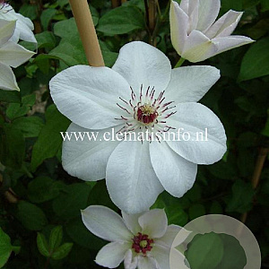 Clematis 'Miss Bateman' GM 2,0L leverbaar