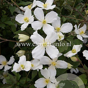 Clematis montana grandiflora GM 2,0L leverbaar