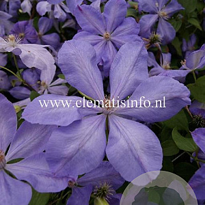 Clematis 'Mrs Cholmondeley' GM 2,0L leverbaar