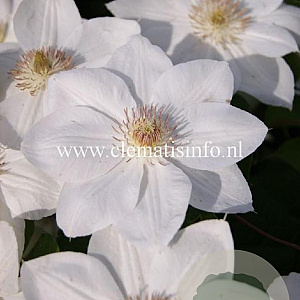 Clematis 'Mrs George Jackman' GM 2,0L leverbaar