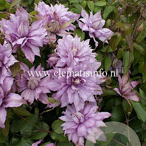 Clematis 'Mrs Spencer Castle' GM 2,0L leverbaar