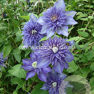 Clematis 'Multi Blue' GM 2,0L leverbaar