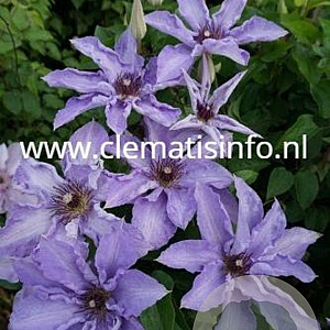Clematis Myosotis GM 2,0L leverbaar