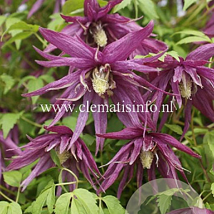 Clematis Octopus GM 2,0L leverbaar