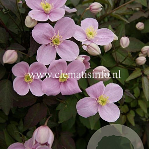 Clematis 'Olga' GM 2,0L leverbaar