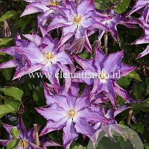 Clematis Palette GM 2,0L leverbaar