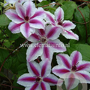 Clematis 'Pamina' GM 2,0L leverbaar