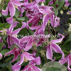 Clematis 'Pangbourne Pink' GM 2,0L leverbaar