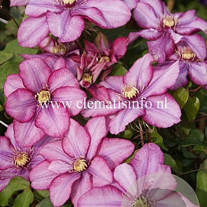 Clematis Paradiso GM 2,0L leverbaar
