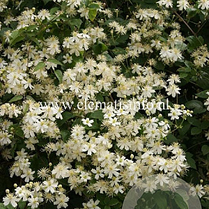 Clematis 'Paul Farges' GM 2,0L leverbaar