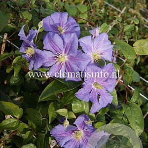 Clematis 'Perle d'Azur' GM 2,0L leverbaar