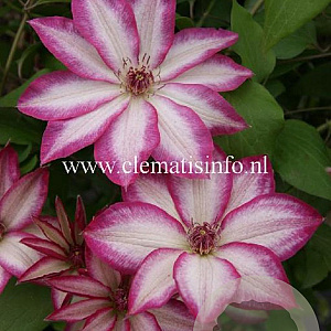 Clematis Picotee GM 2,0L leverbaar