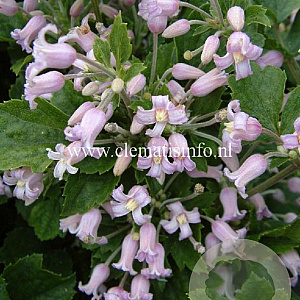 Clematis 'Pink Dwarf' GM 2,0L leverbaar