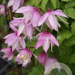 Clematis 'Pink Flamingo' GM 2,0L leverbaar