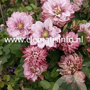 Clematis Pink Passion GM 2,0L leverbaar