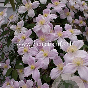 Clematis 'Pink Perfection' GM 2,0L leverbaar
