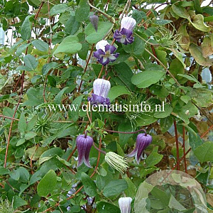 Clematis pitcheri GM 2,0L leverbaar