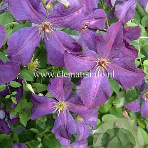 Clematis 'Polish Spirit' GM 2,0L leverbaar