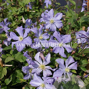 Clematis 'Prince Charles' GM 2,0L leverbaar