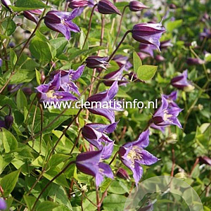 Clematis Prince William GM 2,0L leverbaar