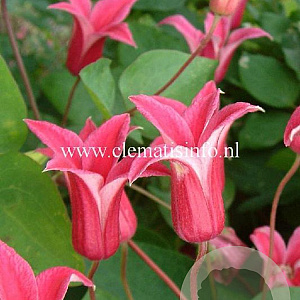Clematis 'Princess Diana' GM 2,0L leverbaar