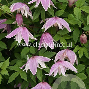Clematis 'Propertius' GM 2,0L leverbaar