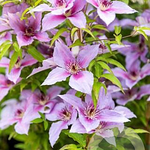Clematis Proud Mary GM 2,0L leverbaar