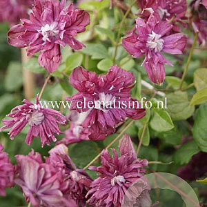 Clematis 'Purpurea Plena Elegans' GM 2,0L leverbaar