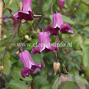 Clematis Queen Mother GM 2,0L leverbaar