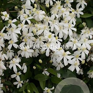 Clematis recta 'Pamela' GM 2,0L leverbaar
