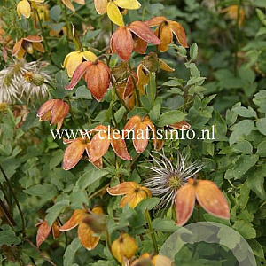 Clematis 'Red Ballon' GM 2,0L leverbaar