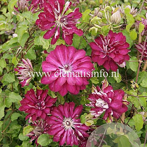 Clematis Red Passion GM 2,0L leverbaar