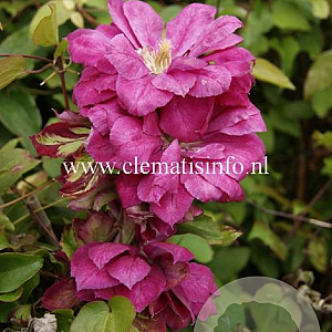 Clematis 'Red Star' GM 2,0L leverbaar